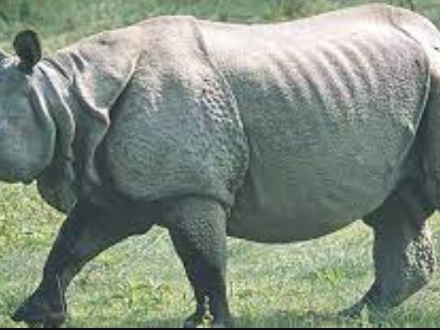 गैँडाको आक्रमणबाट मृत्यु